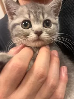 あわ雪 様のお迎えした子猫