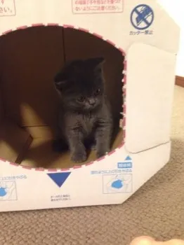 まつ 様のお迎えした子猫