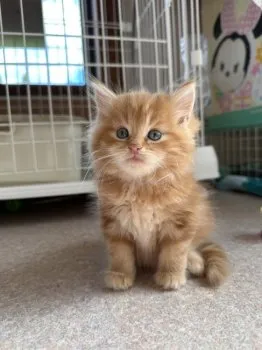 momo 様のお迎えした子猫