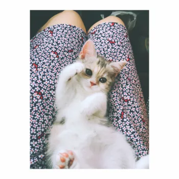 みぃ 様のお迎えした子猫