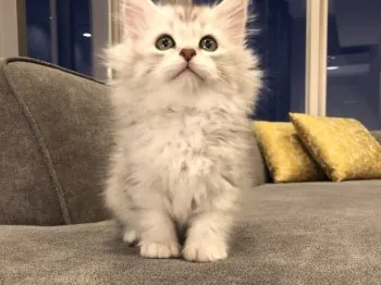 まる 様のお迎えした子猫