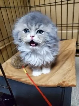 よっちゃんys 様のお迎えした子猫