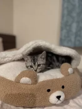 R.K 様のお迎えした子猫