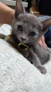 Y 様のお迎えした子猫