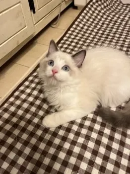 メルぼれん 様のお迎えした子猫