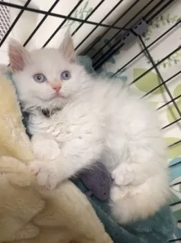 Y.S 様のお迎えした子猫