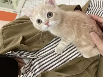 Y.A 様のお迎えした子猫