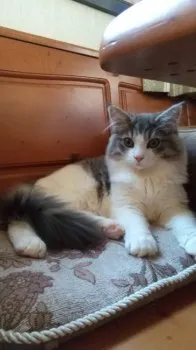 さくら丸 様のお迎えした子猫