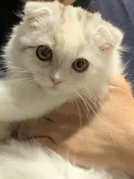 T.H 様のお迎えした子猫