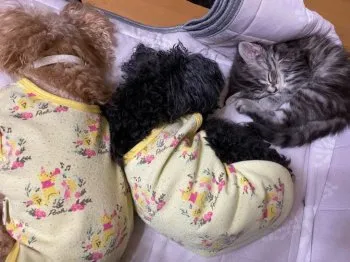 ちょこ 様のお迎えした子猫