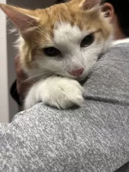 トラジ 様のお迎えした子猫