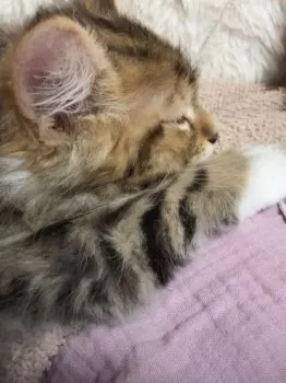 ゼロ 様のお迎えした子猫