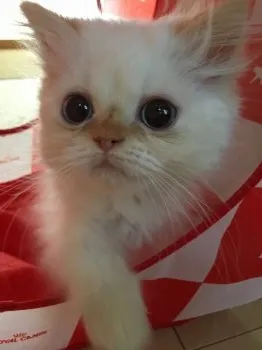 紬ちゃん 様のお迎えした子猫