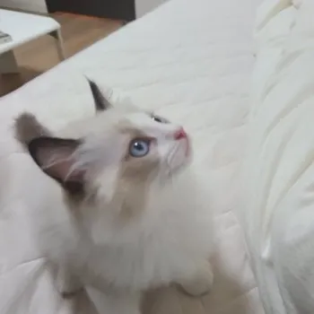 R.Y 様のお迎えした子猫