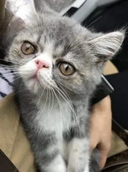 りんせい 様のお迎えした子猫