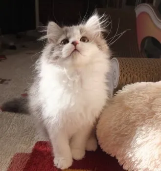 J.K 様のお迎えした子猫