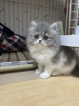 タビー 様のお迎えした子猫