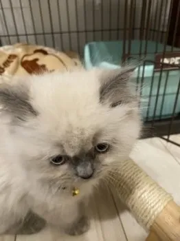 まわさん 様のお迎えした子猫