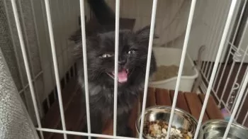 Ａ.Ｔ 様のお迎えした子猫