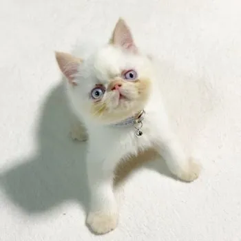 mm 様のお迎えした子猫