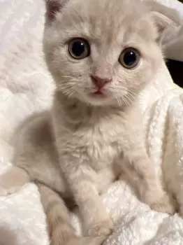 Y.S 様のお迎えした子猫