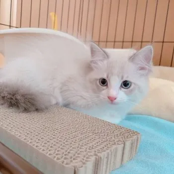 ココナッツみるく 様のお迎えした子猫