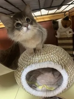 Soma☆ 様のお迎えした子猫