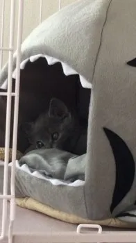 福 様のお迎えした子猫