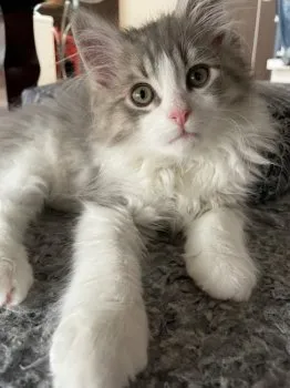 Y.A 様のお迎えした子猫