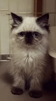 空手 様のお迎えした子猫