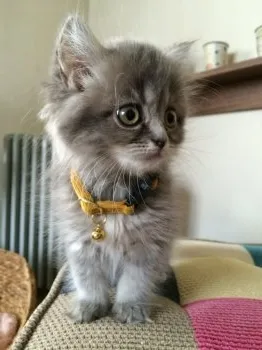アメリ 様のお迎えした子猫
