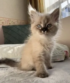 もものすけのまま 様のお迎えした子猫