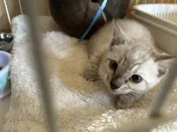 ミライ 様のお迎えした子猫