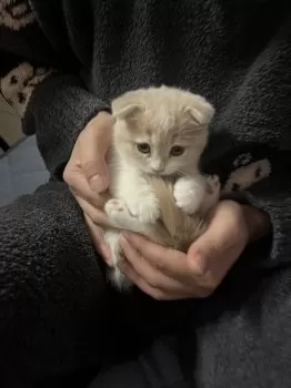 らんらん 様のお迎えした子猫