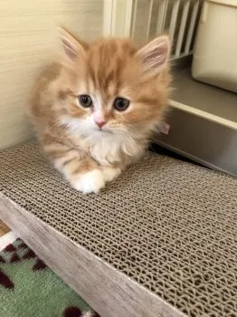 モリコロ 様のお迎えした子猫