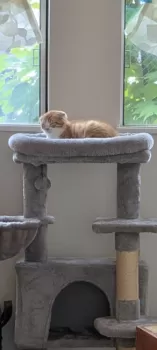 Y.Y 様のお迎えした子猫