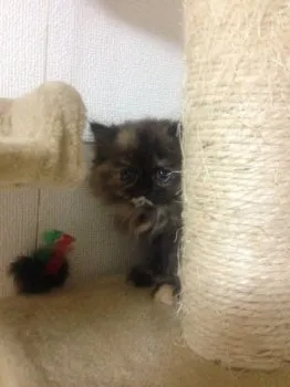 ふゆ 様のお迎えした子猫