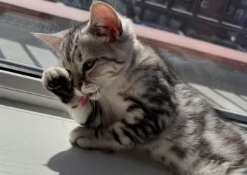 E 様のお迎えした子猫