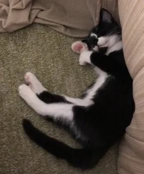 kanana 様のお迎えした子猫