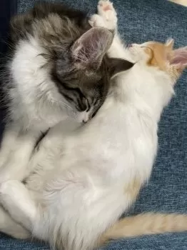 S.T 様のお迎えした子猫