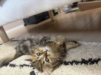 みやぽん 様のお迎えした子猫