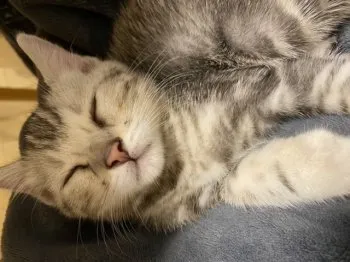 あずさ 様のお迎えした子猫