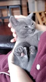 S.M 様のお迎えした子猫