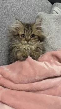 A.T 様のお迎えした子猫