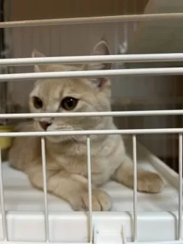 ヤス 様のお迎えした子猫