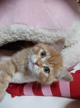 しのやよさん 様のお迎えした子猫