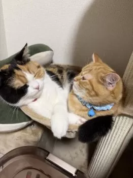 KS 様のお迎えした子猫