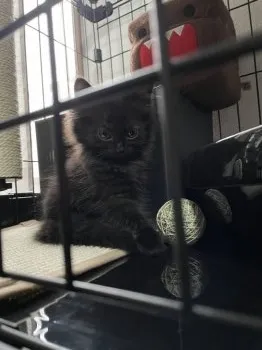 J.M 様のお迎えした子猫