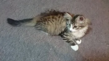 ひめパパ 様のお迎えした子猫