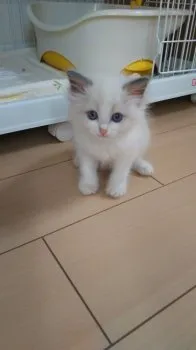 ココちゃんママ 様のお迎えした子猫